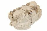 Fossil Oreodont (Merycoidodon) Partial Mandible - South Dakota #198227-1
